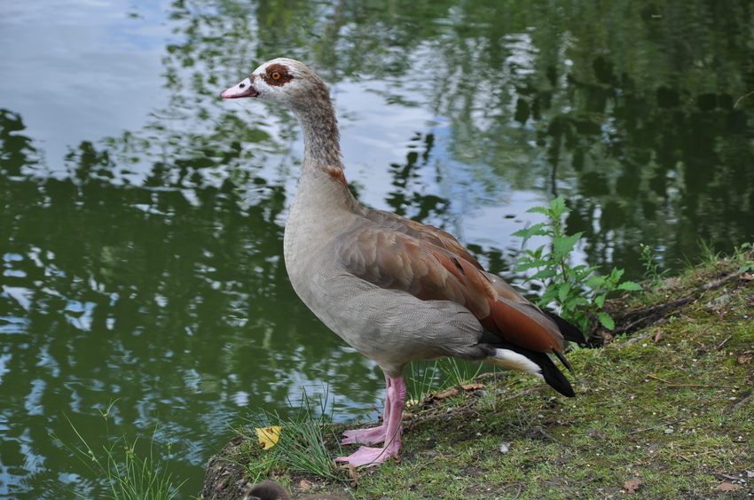erste Versuche am Teich