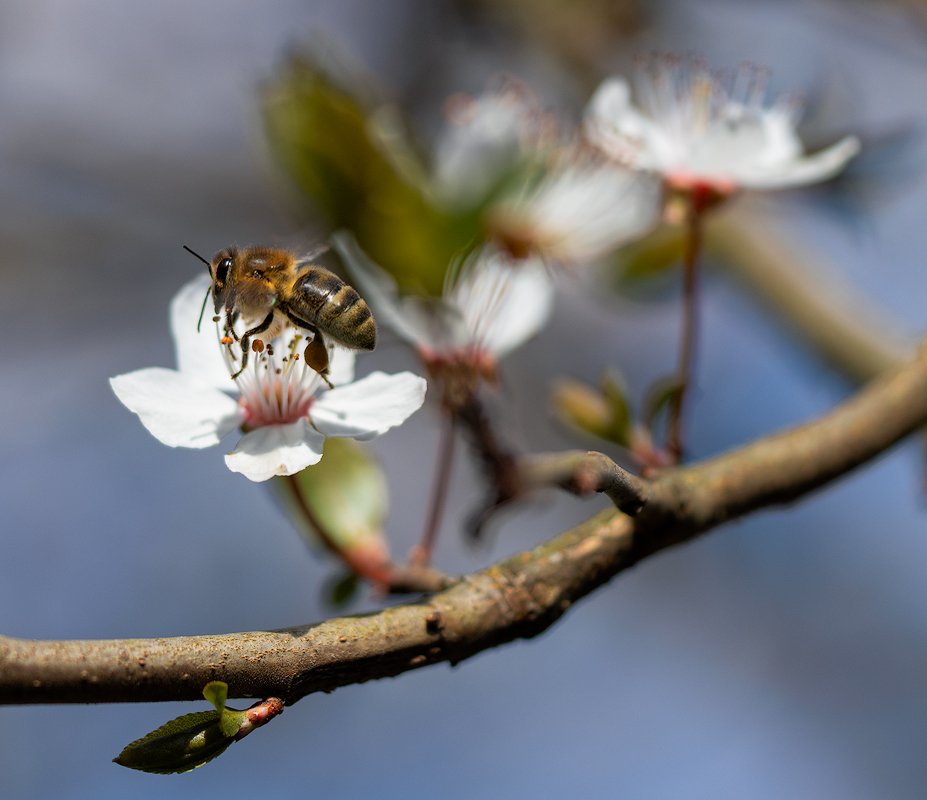 ErsteBienen2020-01.jpg