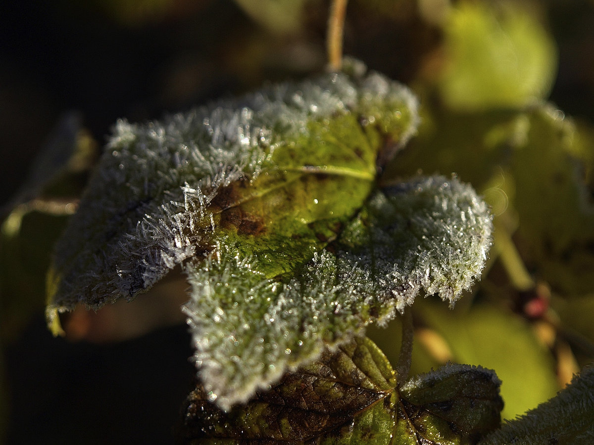 Erster Frost