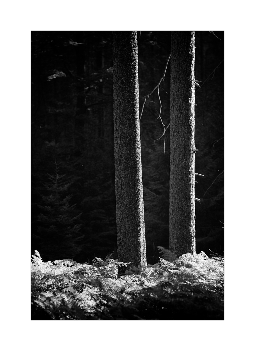 ErzDSC_1337.jpg