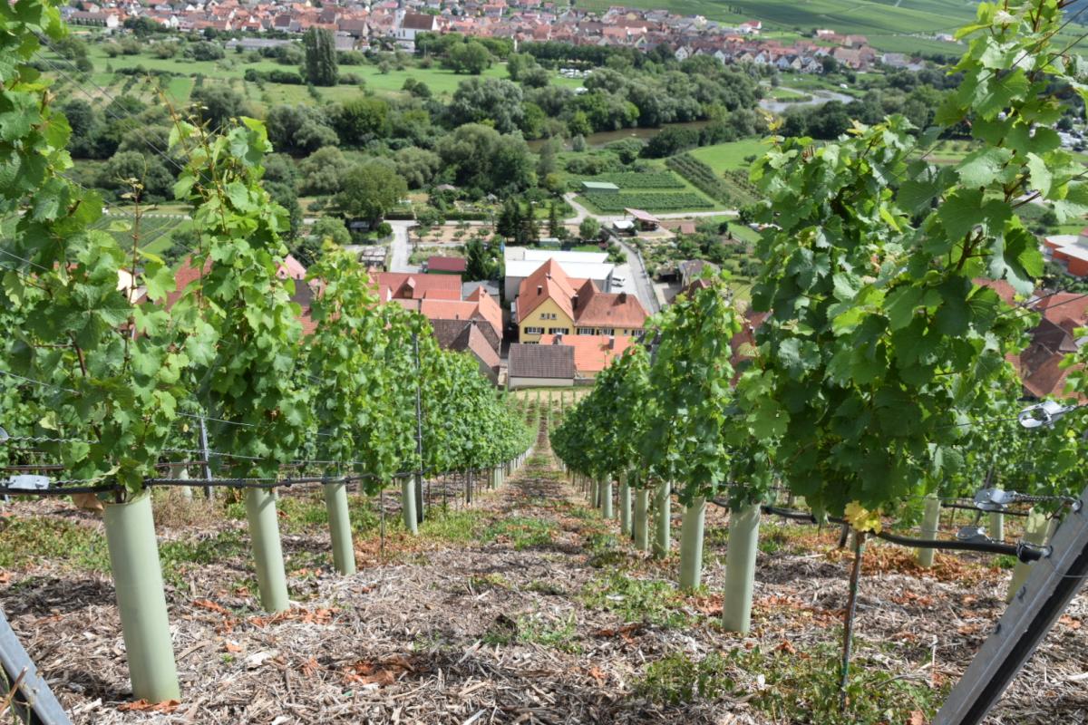 Escherndorf - Lump - 2