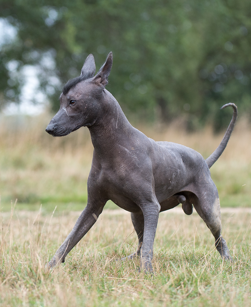 eselhund