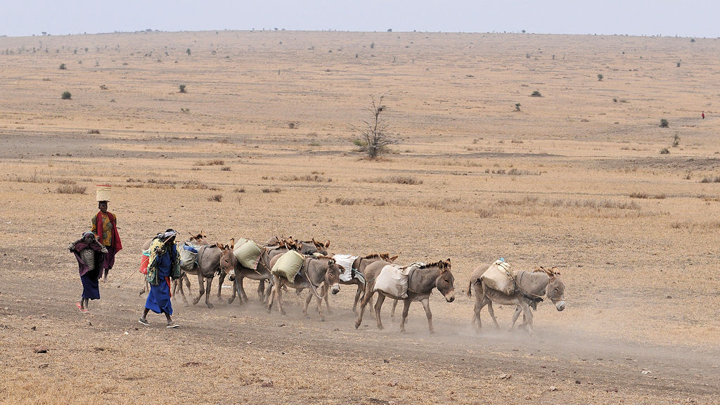 Eselkarawane bei Arusha
5877
