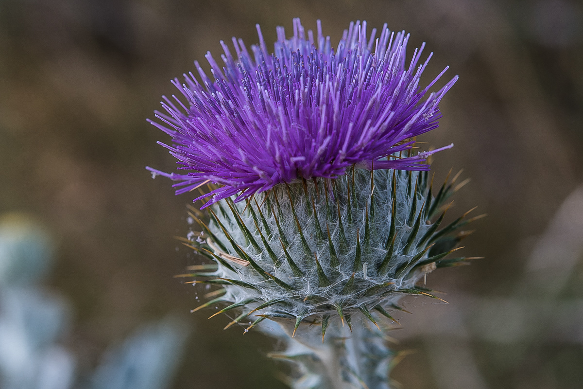Eselsdistel.JPG