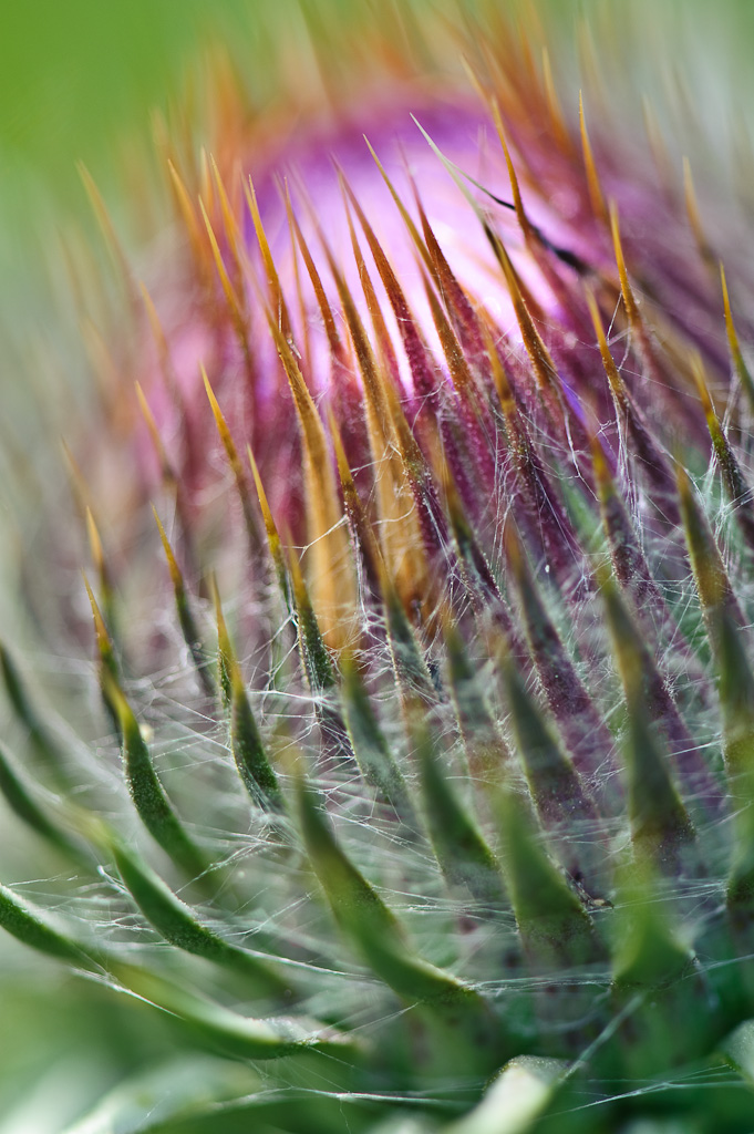 Eselsdistel
