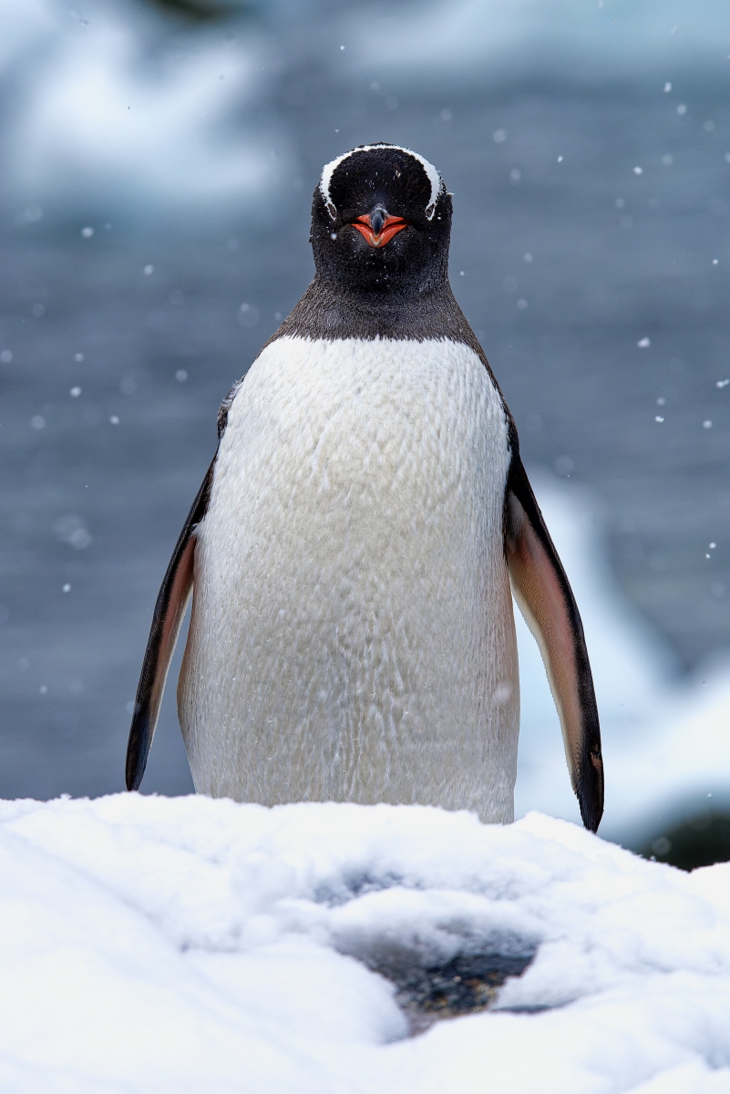 Eselspinguin.jpg