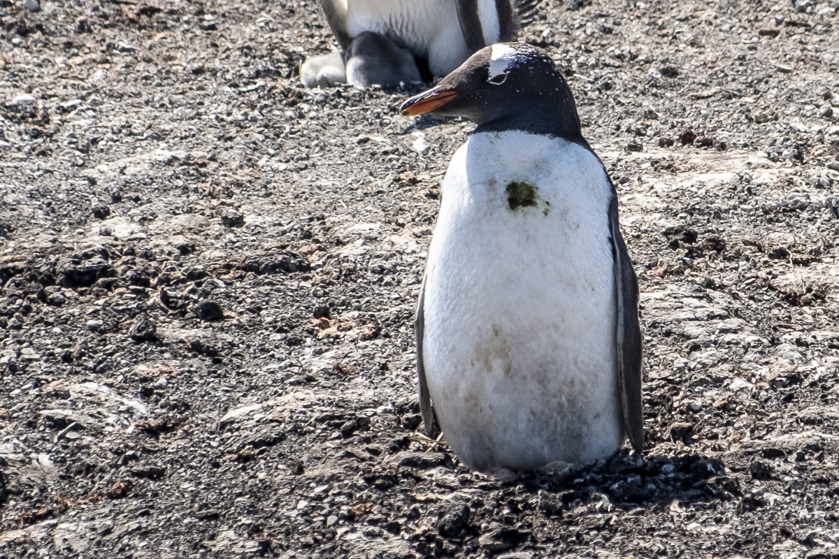 Eselspinguin