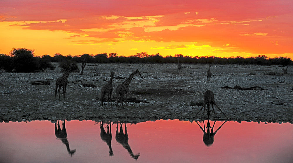 etosha waterhole okaukuejo