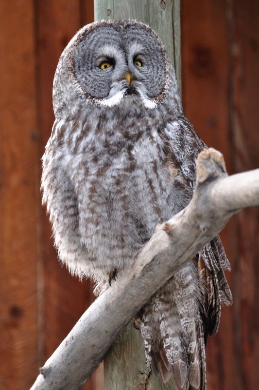 Eule im Wildlife-Park Kamloops