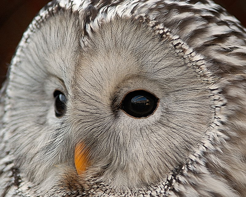 Eule1
