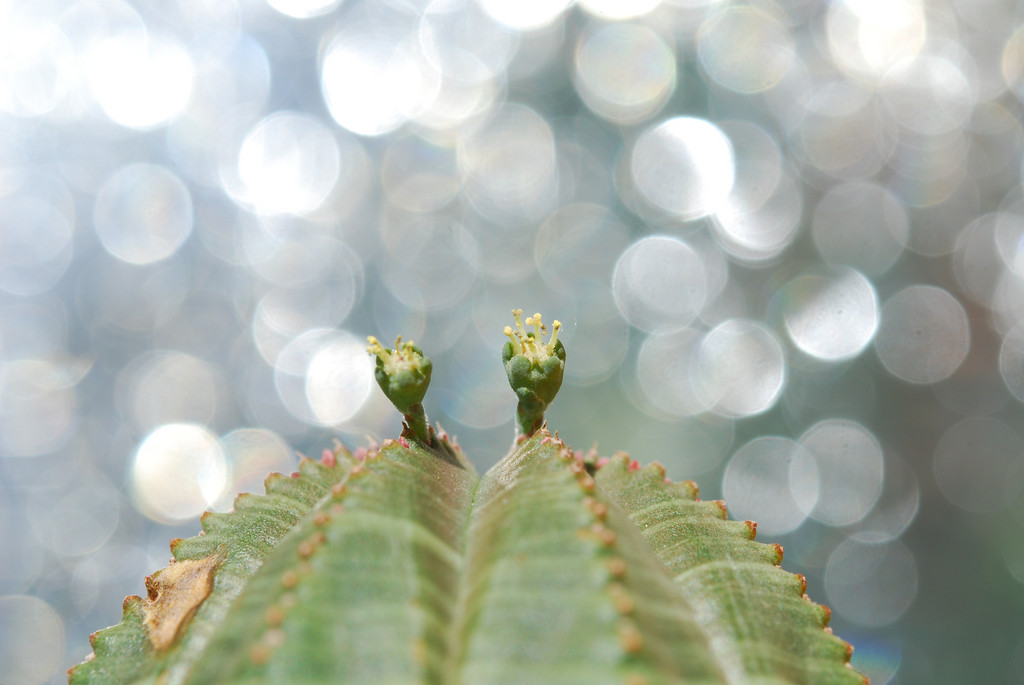 Euphorbia obesa männlich