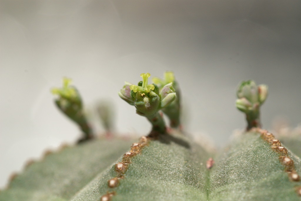 Euphorbia obesa