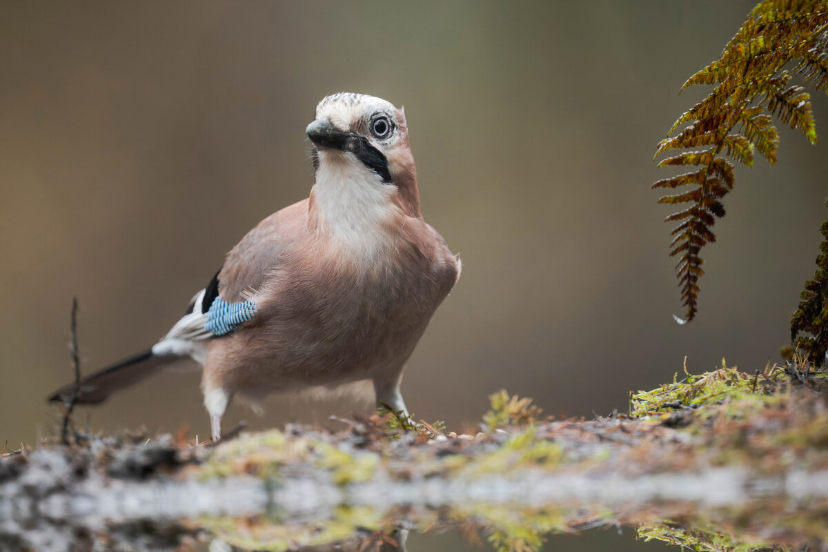 Eurasian Jay 1.jpg