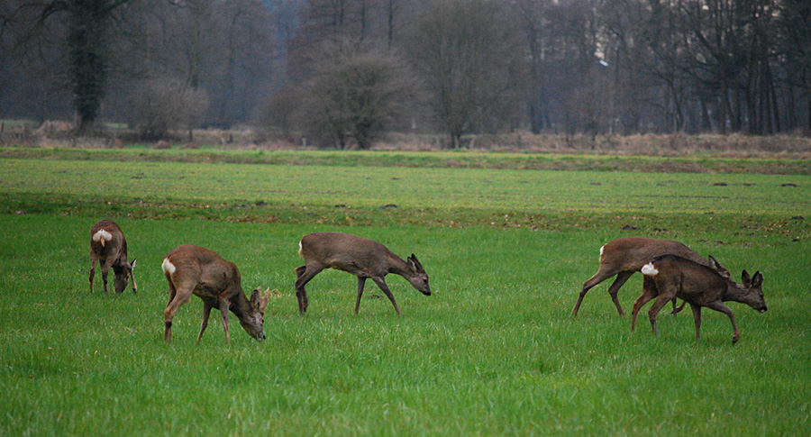 eure Wildlife #01