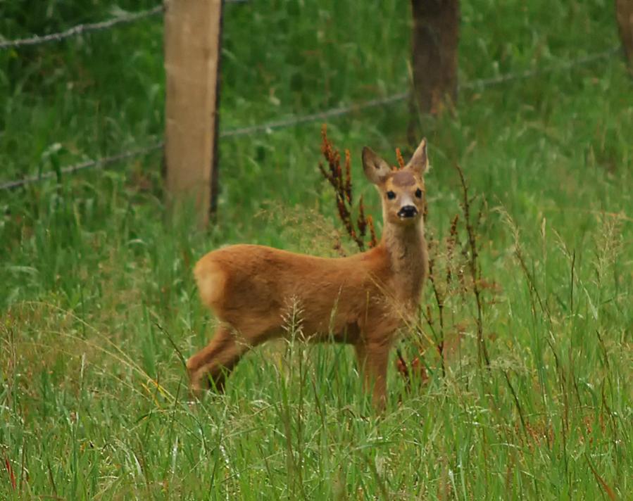 eure Wildlife #03