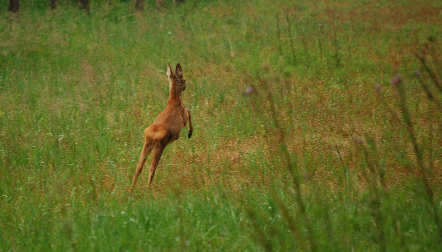 eure Wildlife #04