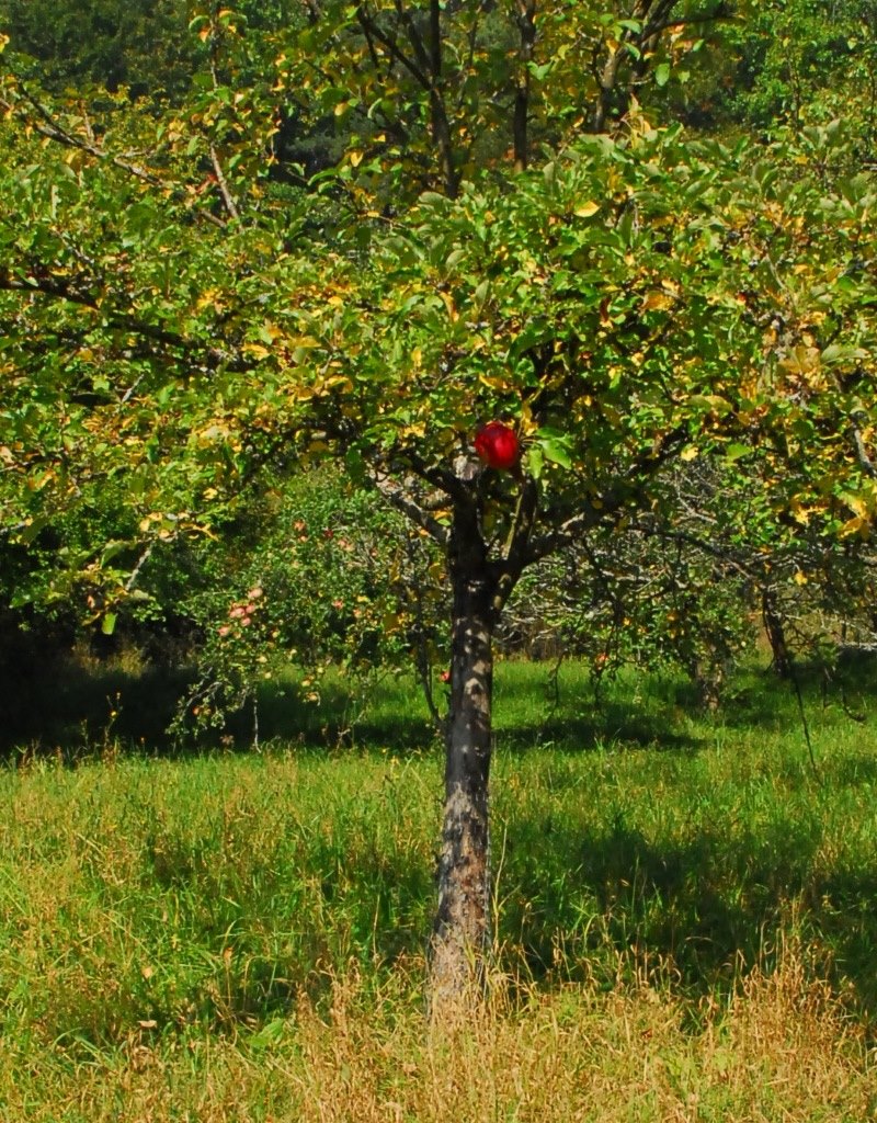 Evas Apfel aus dem Remstal.