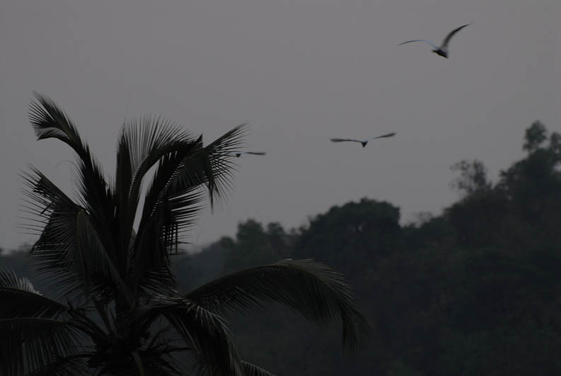 Evening in the jungle