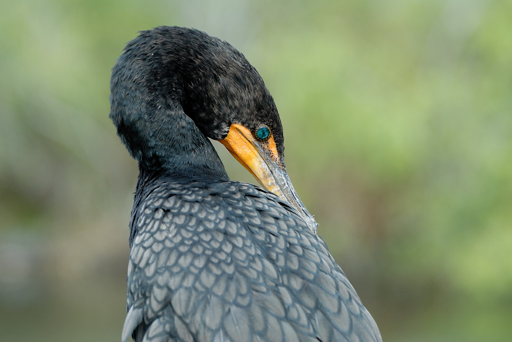 Everglades