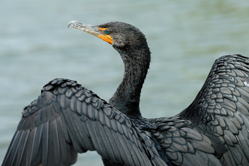 Everglades