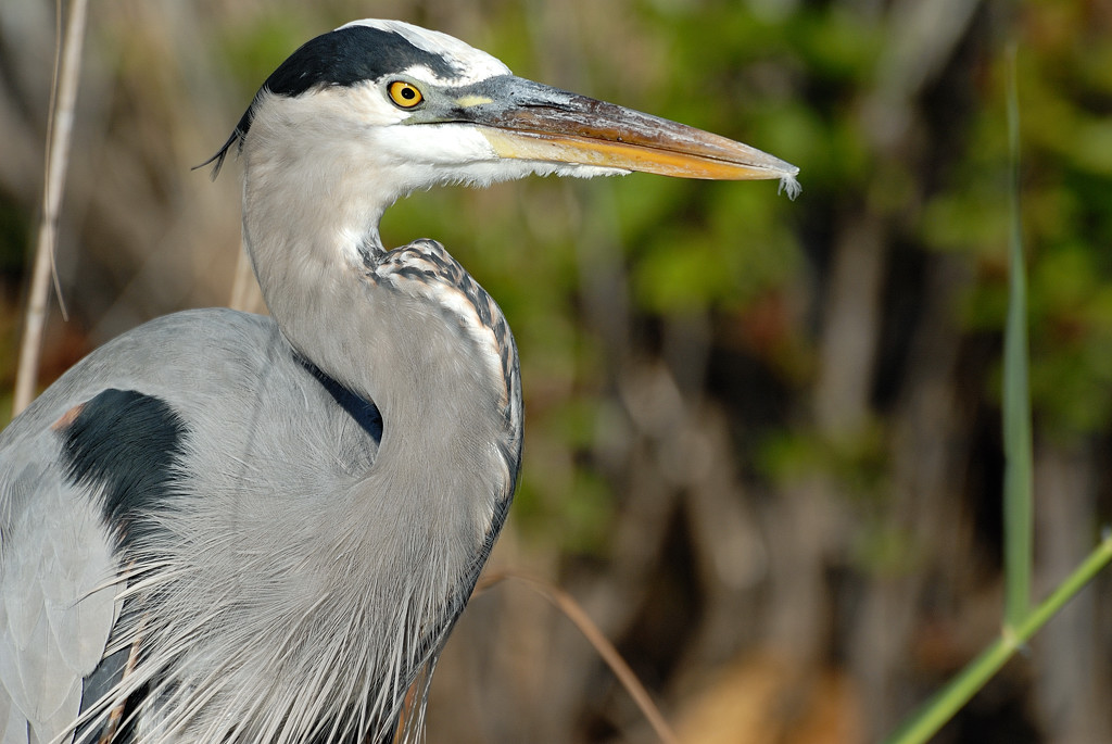 Everglades