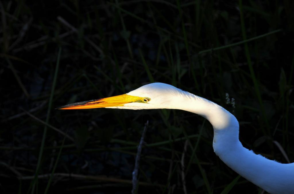 Everglades