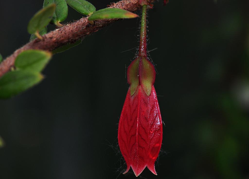 Exotische Blüte 01