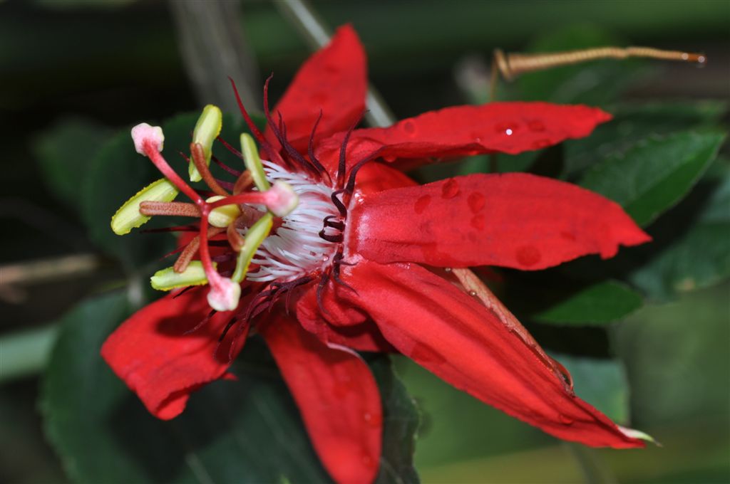 Exotische Blüte mit Stempel und Staubblättern