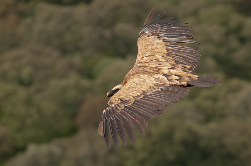 extremadura geier 2 2