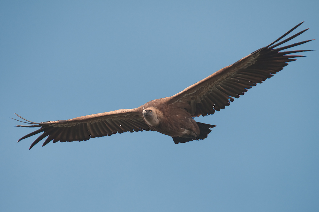 extremadura geier 5