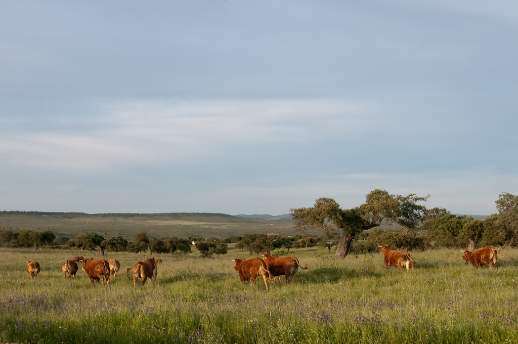 extremadura  landschaft kühe 1214