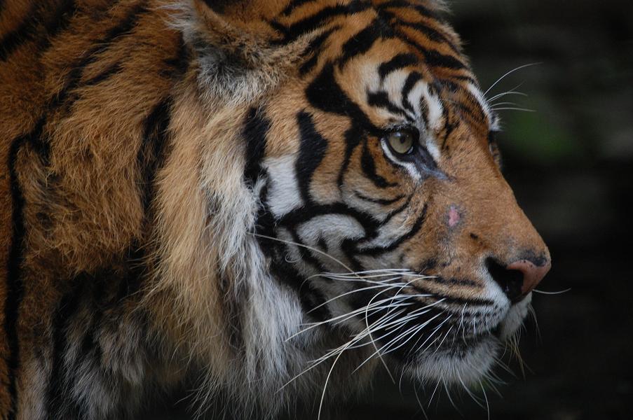 eye of the tiger