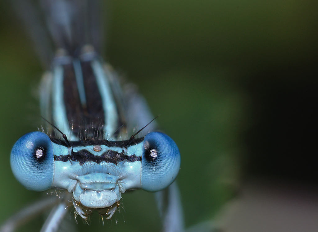 eyes