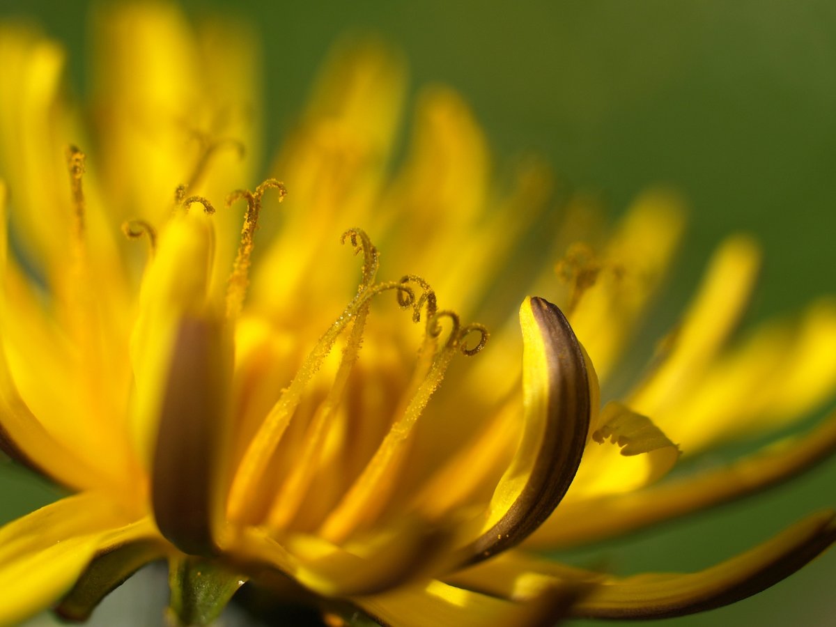 Für den einen die Pest, für den anderen Frühling!