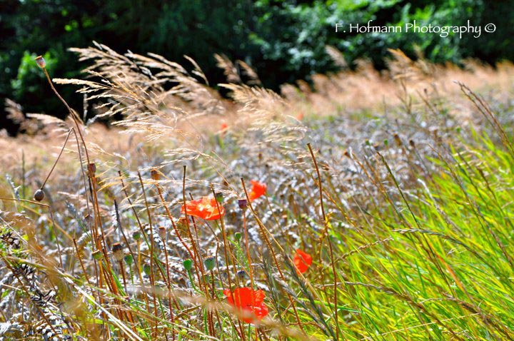 F. Hofmann Photography
