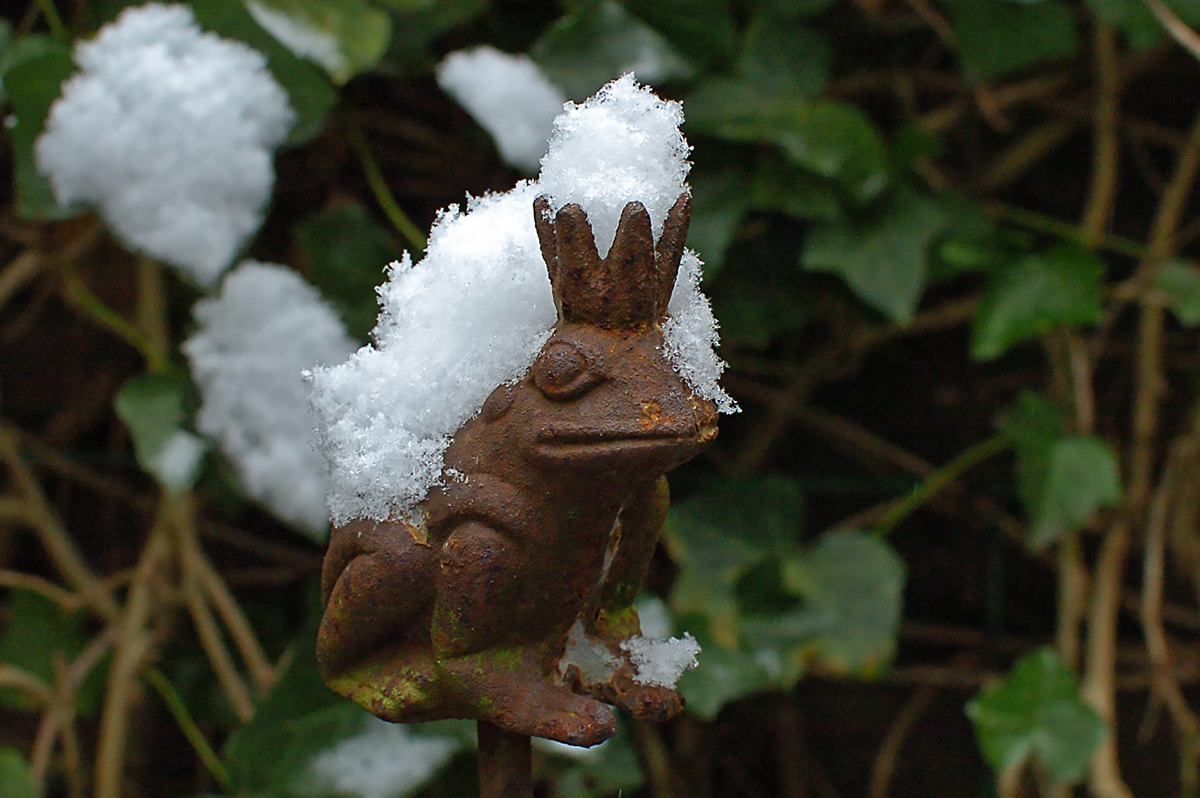 (F)rostiger Froschkönig im (Neu-) Schnee (DSC_0350Axl.jpg)