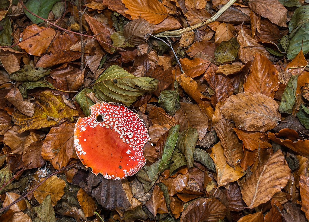 F005150c