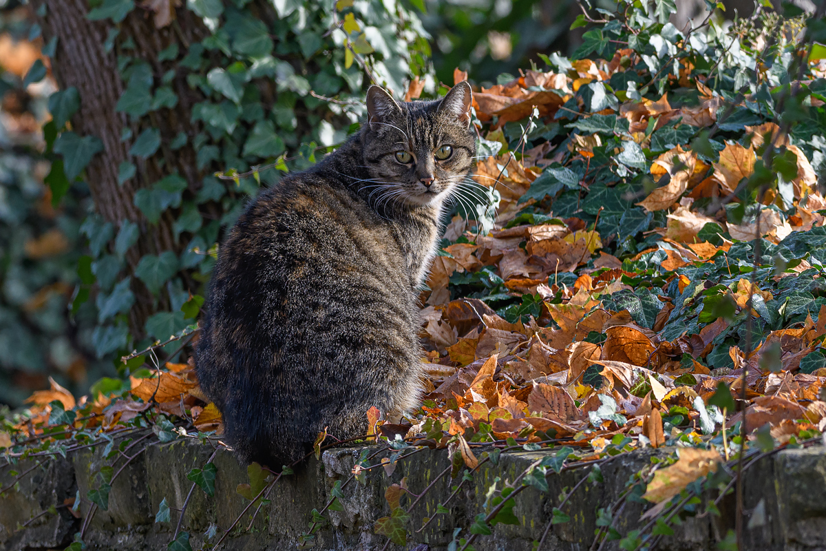 F51_6933.jpg