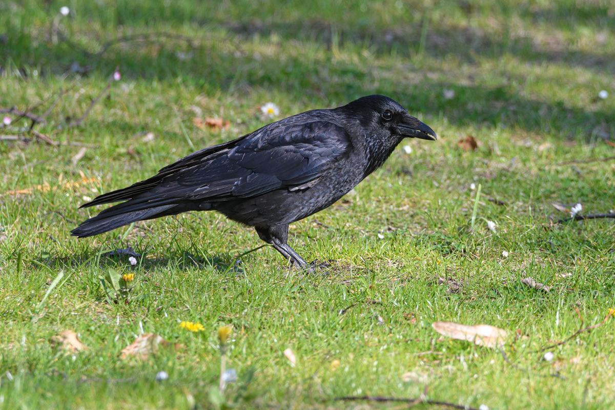F52_0451.jpg