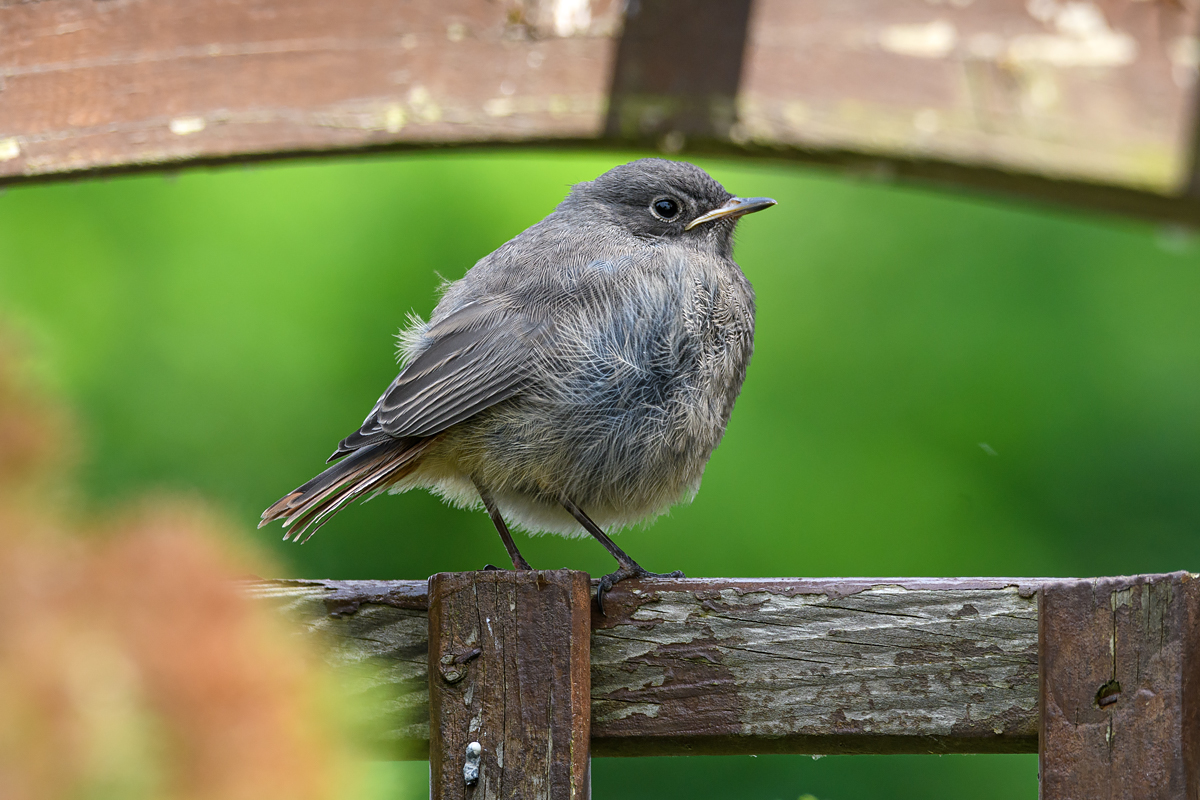 F52_3891.jpg