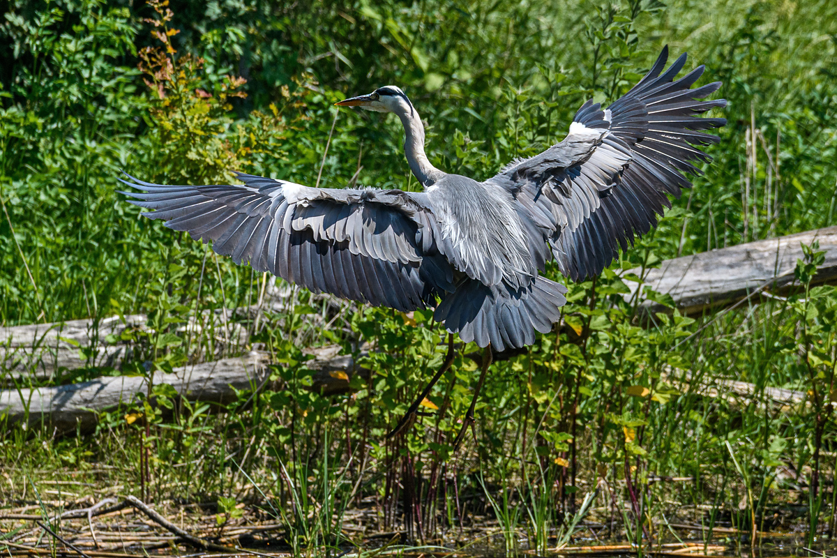 F54_5961.jpg