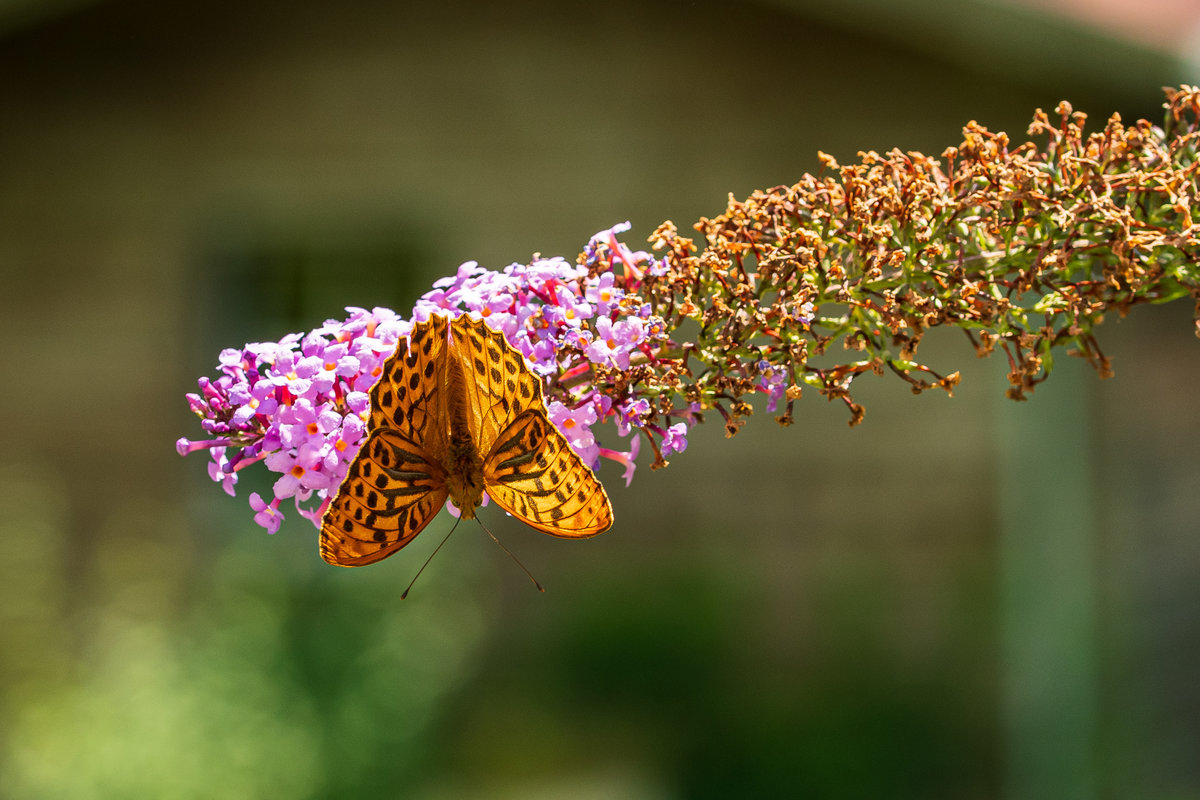 F75_0906.jpg