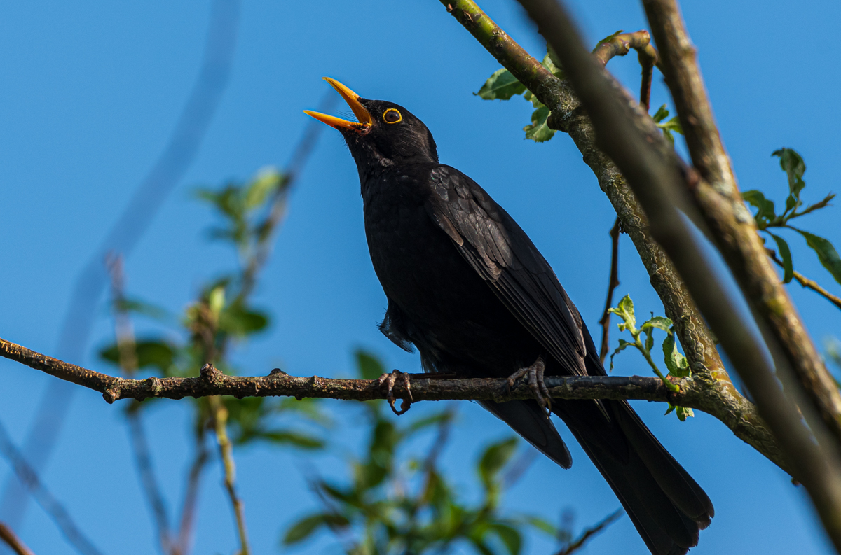 F75_6796-2.jpg