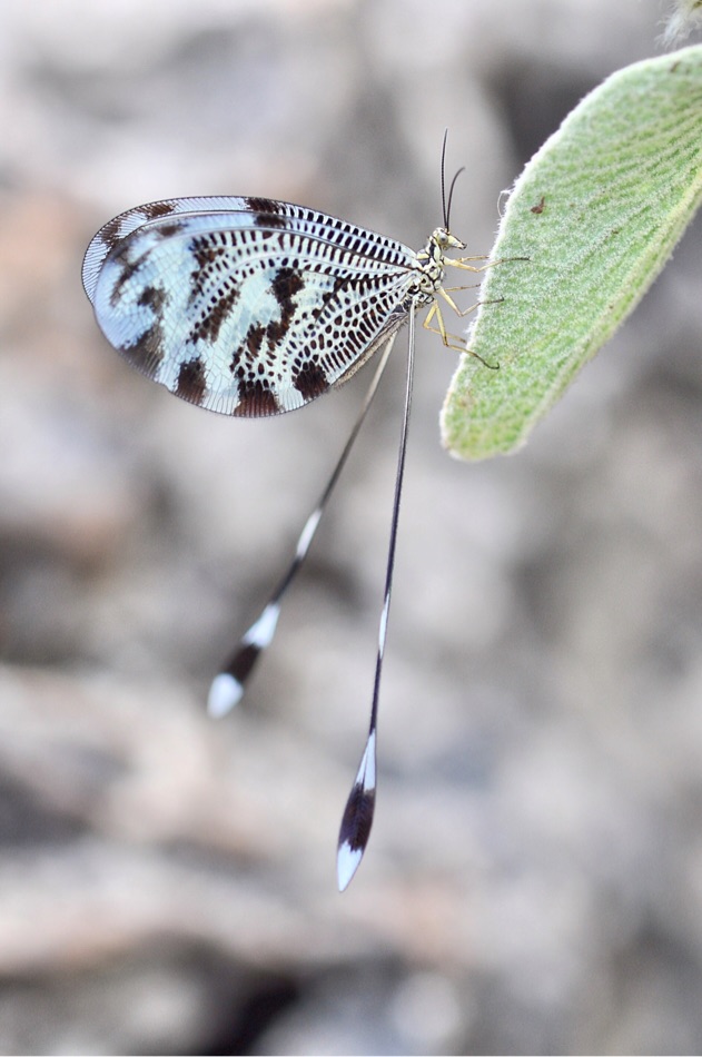 Fadenhaft (Nemoptera sinuata), Skoutari, Griechenland, Mai 2018