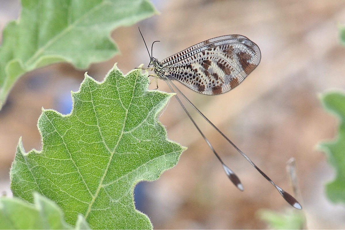 Fadenhaft (Nemoptera sinuata), Skoutari, Griechenland, Mai 2018