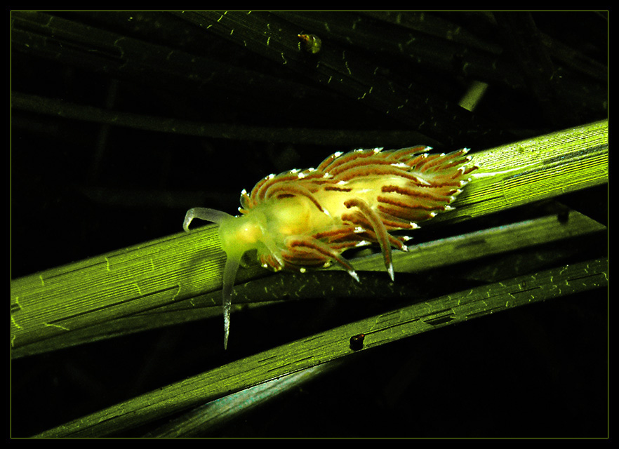 Fadenschnecke in der Ostsee, Eckernförde
