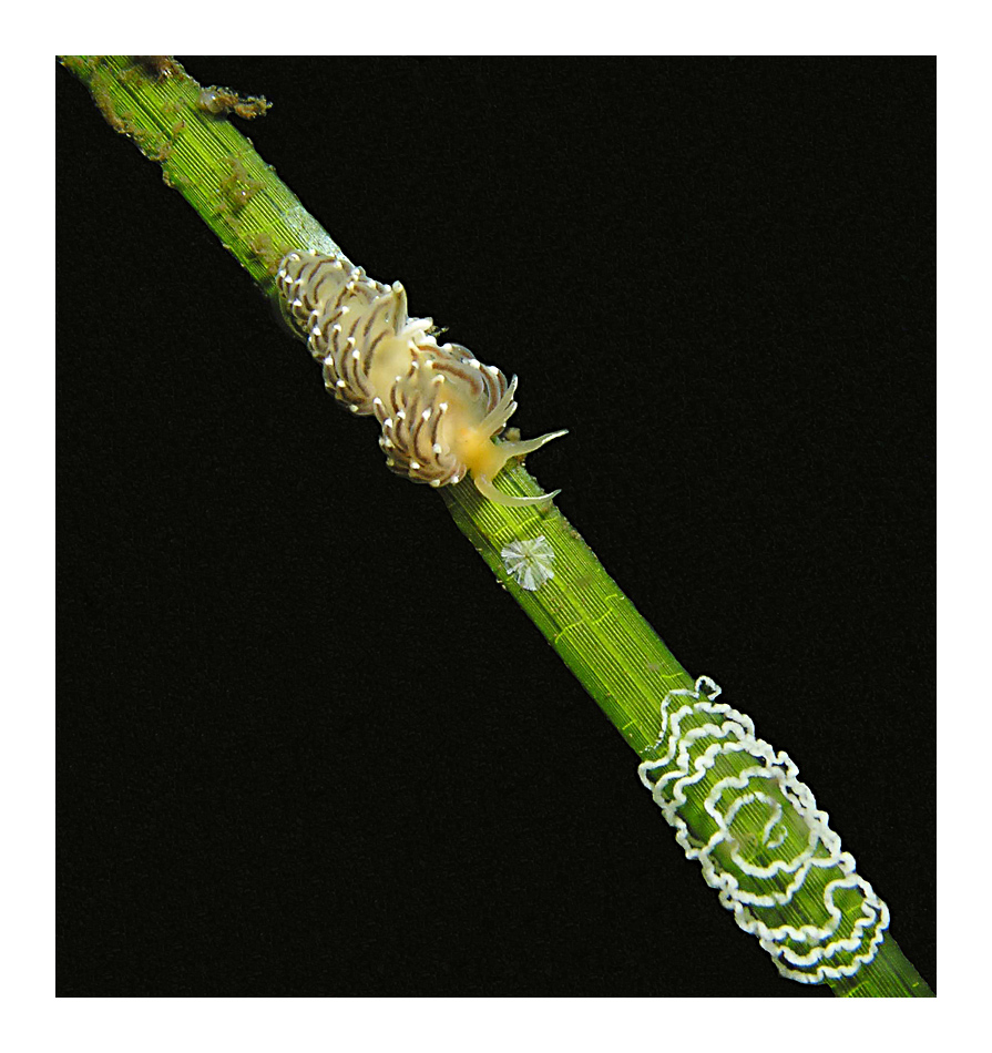 Fadenschnecke mit Gelege, Ostsee, Eckernförde, WTD