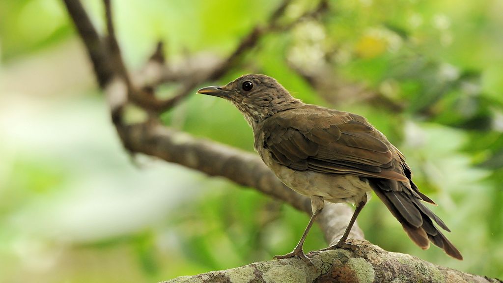 Fahlbrustdrosse (Pale breasted thrush)
Rockview Lodge, Annai
3723