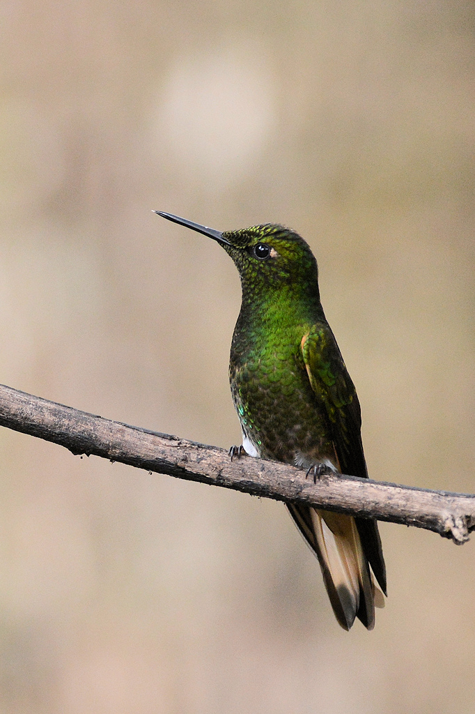 Fahlschwanzkolibri (Buff-tailed Coronet)
Bella Vista Cloud Forest
 4110 h