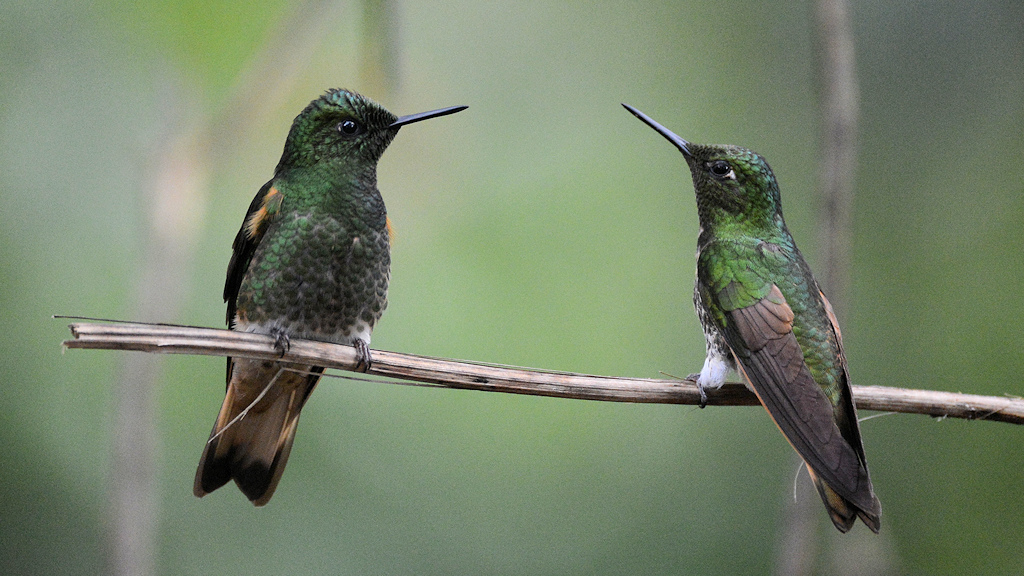 Fahlschwanzkolibris (Buff-tailed Coronet)
Bella Vista Cloud Forest
 4546